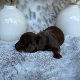 Dachshund Puppies from CSW Dachshunds