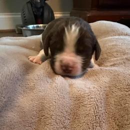 Dasher - Liver white and tan male English Springer Spaniel puppy in Mooresville, North Carolina from Third Creek Springers
