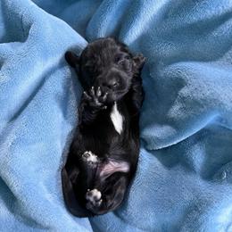 Bento - Black male Dachshund puppy in Westport, Kentucky from Lonestar Creek Farm