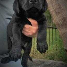 Labrador Retriever Puppies from Labrador Retriever Puppies