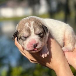 Lita - White and gray female Great Pyrenees puppy in Sarasota, Florida from Sunquest Great Pyrenees