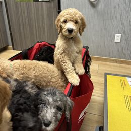 Aussiedoodle and Goldendoodle Puppies from Toledo Creek Doodles