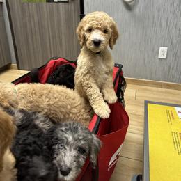 Aussiedoodle and Goldendoodle Puppies from Toledo Creek Doodles