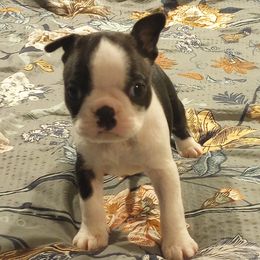 Boston Terrier Puppies from Lotus Life Puppies