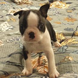 Boston Terrier Puppies from Lotus Life Puppies