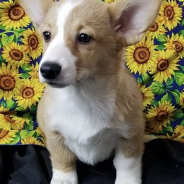 American Corgis from Corgiville Carolina