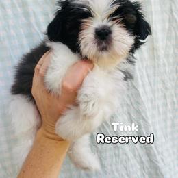 Shih Tzu Puppies from Tiny Bubbles Shih Tzus