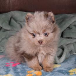 AKC Templeton - Chocolate merle male Pomeranian puppy in Albany, Indiana from Hatz Off Puppies