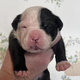 5 - female Alapaha Blue Blood Bulldog puppy in Grafton, Ohio from Eclipse Alapaha Kennels