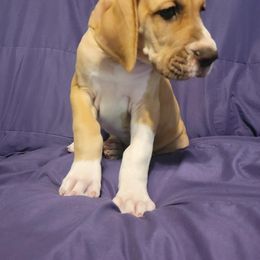 Great Dane Puppies from Miner's Dynamic Danes
