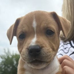 Boy 2 - male Staffordshire Bull Terrier puppy in Chattanooga, Tennessee from Tier 1 Staffordshire Bull Terriers