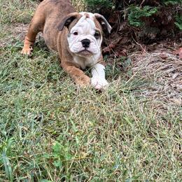 Rusty - Red brindle female Bulldog puppy in Cumming, Georgia from Happy Place Kennels