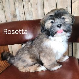 Rosetta - Brown female Lhasa Apso puppy in Jefferson, New York from Absolute Lhasa Love