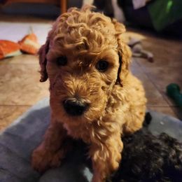 Goldendoodle Puppies from Hadie's Doodles