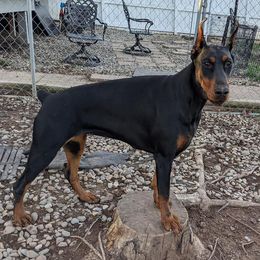 Doberman Pinscher All Grown Up from Saxbell Dobermans