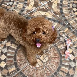 Rosi - Poodle