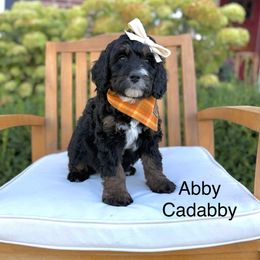 Abby - Tri-color female Bernedoodle puppy in Springville, Utah from JW Doodles