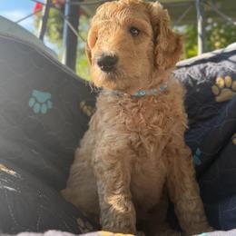 Maradona- Girl 1 ( light blue collar) - Apricot female Goldendoodle puppy in Auburn, Indiana from Cooper’s Doodles
