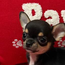 Chihuahuas from Foxy's Legacy Chihuahuas