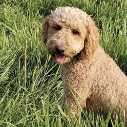 Labradoodles and Poodles from Hanley Country Canines
