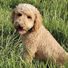 Labradoodles and Poodles from Hanley Country Canines