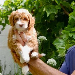 Ginger - Golden female Double Doodle puppy in Los Angeles, California from Deane’s Double Doodles