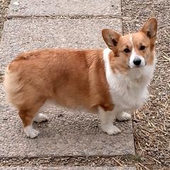 Ruby - Pembroke Welsh Corgi