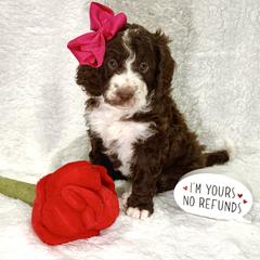 Marie - female Golden Mountain Doodle puppy in Victoria, Texas from Deidre's Doodles