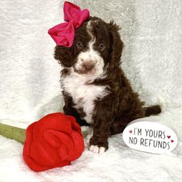 Marie - female Golden Mountain Doodle puppy in Victoria, Texas from Deidre's Doodles