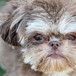 Bruno - Shih Tzu