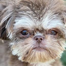 Bruno - Shih Tzu