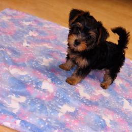 Minka - Black and tan female Yorkshire Terrier puppy in Aurora, Illinois from YorkieLux