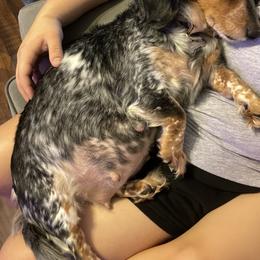 Mahli - Dachshund