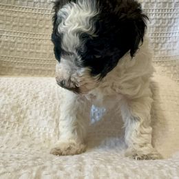 Poodle and Yorkipoo Puppies from Plush Toy Poodle Puppies & Pals