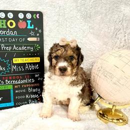 Jordon - female Golden Mountain Doodle puppy in Victoria, Texas from Deidre's Doodles