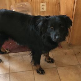 Syri - Australian Shepherd