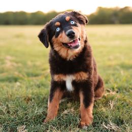 Lulu - Black tri female Miniature Australian Shepherd puppy in Yantis, Texas from Marie Mini Aussies
