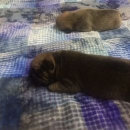 French Bulldog Puppies from PNW French Bulldogs