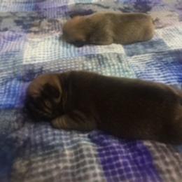 French Bulldog Puppies from PNW French Bulldogs