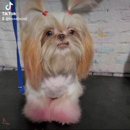 Yorkshire Terriers from Little things