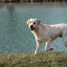 Rudy - Labrador Retriever