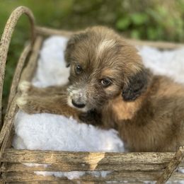 Girl 5 - Aussiedoodle puppy in Paint Rock, Alabama from Kotah’s Kennels