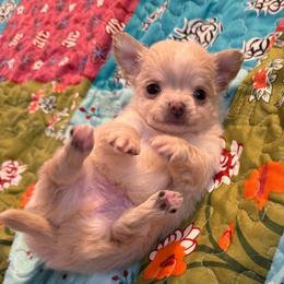 Cream boy 5,100 - Cream male Chihuahua puppy in Summerfield, Florida from Uey’s Chihuahuas