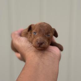 Rose - Red  female Poodle puppy in Deltona, Florida from Poodles by CNC