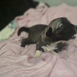 Anatolian Shepherd Dog Puppies from Florida Anatolian Shepherds
