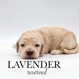 Lavender - Buff female Cockapoo puppy in Claremont, North Carolina from Magnolia Grove Farms