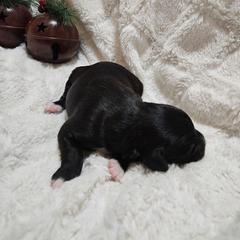Boy 3 - Black male Whoodle puppy in O'neill, Nebraska from Willowdale Doodles