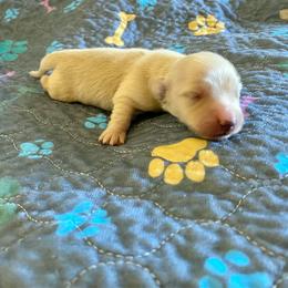 Popcorn - Cream male Dachshund puppy in Wolf Lake, Indiana from Canisteo Dachshunds