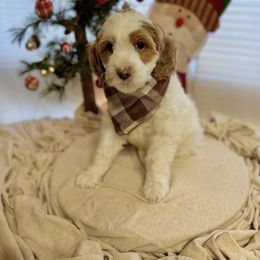 Goldendoodle Puppies from Duck River Goldendoodles