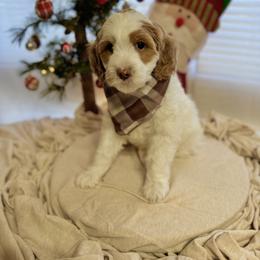 Goldendoodle Puppies from Duck River Goldendoodles